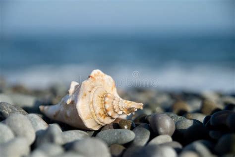 Seashell Marine Life On Sea Beach Vacation Travel Stock Image