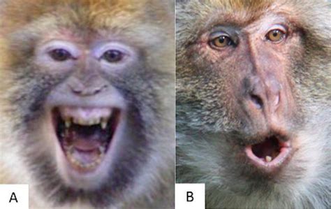 Can You Correctly Guess These Monkeys Emotions