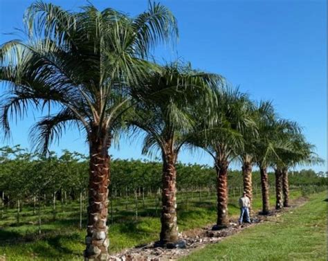Click on the tree to put a lot of money. Mule Palm - Fish Branch Tree Farm
