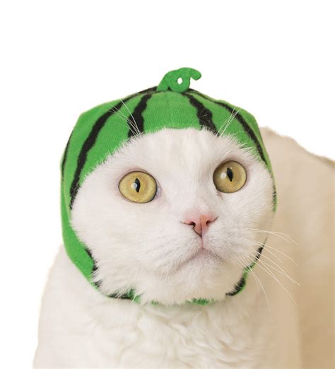 Kitan Club Cat Cap Pet Hat Blind Box Includes 1 Of 6 Cute Styles