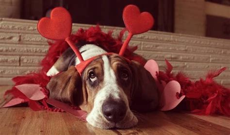 17 Dogs Who Really Want To Be Your Valentine
