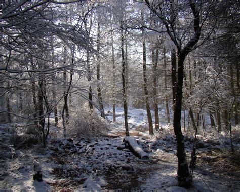 Free Images Landscape Tree Nature Forest Wilderness Branch Snow