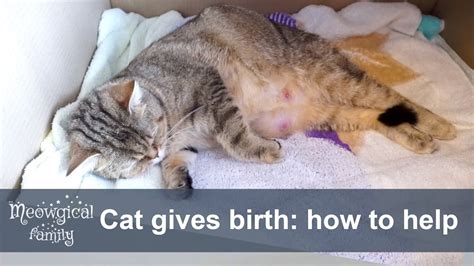 🐱 How To Help Your Cat During Labor Youtube