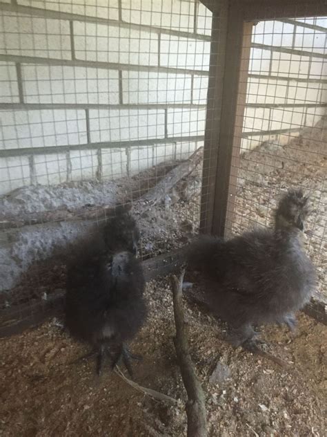 6 Week Old Silkie Chicks Have No Idea How To Sex Them Backyard Chickens Learn How To Raise