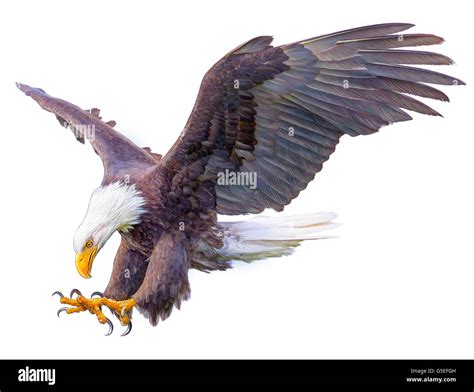 Bald Eagle Swoop Hand Draw And Paint Color On White Background