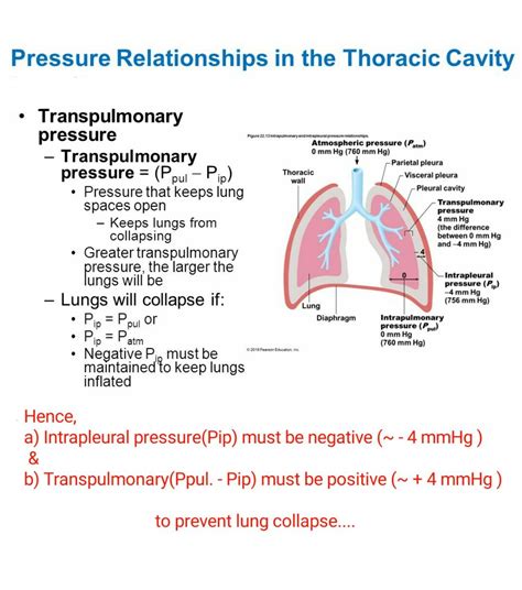 Imp Pressure Relationship In Thoracic Cavity Thoracic Cavity