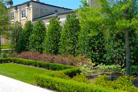 Best Privacy Trees Hedges And Shrubs With Landscaping Ide
