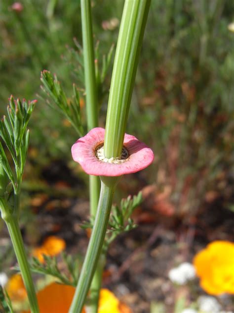 Adding poppy seeds to your daily diet can cure respiratory problems such as chronic cough & asthma. This is the seed pod of the California Poppy, you pick the ...
