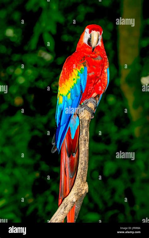 Scarlet Macaw Ara Macao Sleeping On A Branch This Is A North