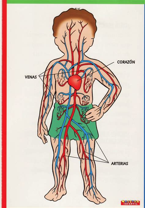 Aparato Circulatorio Y Aparato Excretor Gambaran