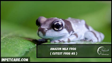 9 Cutest Frog Species With Pictures