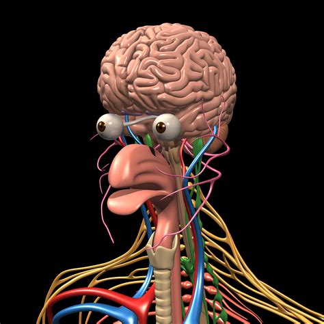 Human Anatomy Brain And Nervous System Motioncow