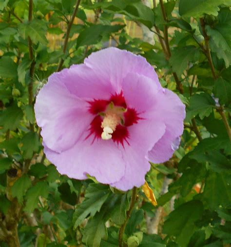 Growing Greener In The Pacific Northwest Rose Of Sharon 81314