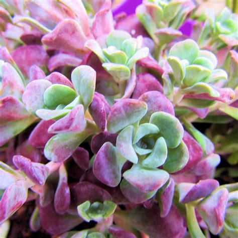 Purple Succulent Plants Uk