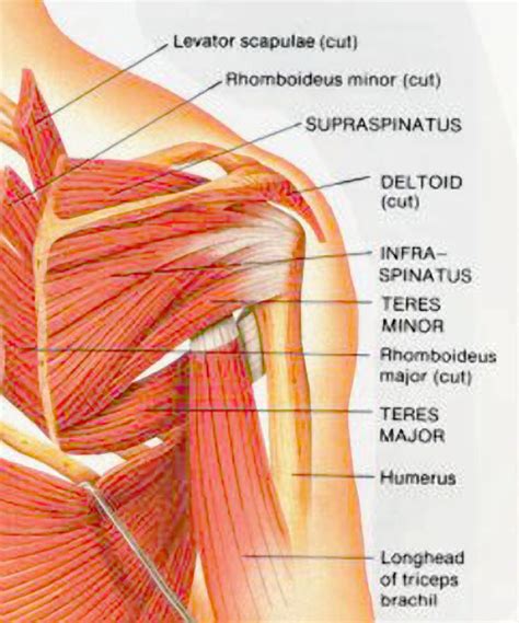 Muscles Of The Shoulder Posterior