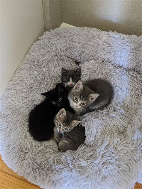 Fostering And Posting Kittens For The First Time Raww