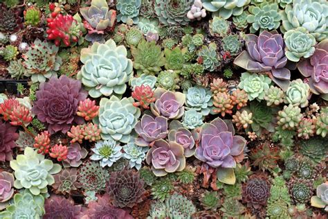 Succulent Plants Background Images Hd Wallpaper Imagesee