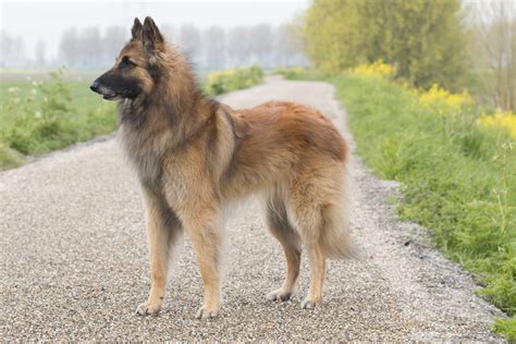 Belgian Tervuren Bil Jac