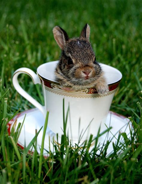 Bunny In A Teacup Pet Birds Baby Animals Bunny