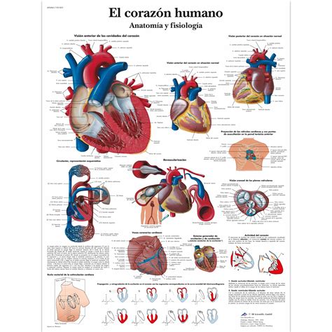 El Corazón Humano Anatomía Y Fisiología Lámina Anatomical 3d