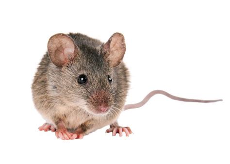 Effective mice pest control in commercial and residential premises always involves the following aspects: The pests are your enemy. They decrease the décor of the ...