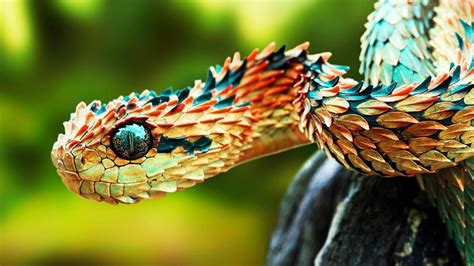 दुनिया के 6 सबसे खूबसूरत सांप Top 6 Most Beautiful Snake In The World