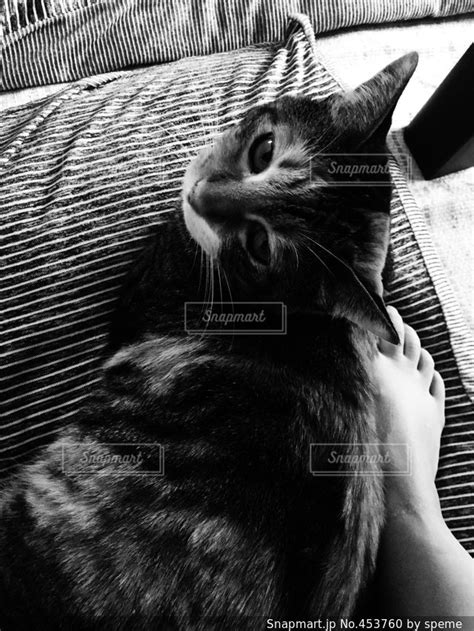猫の写真・画像素材[453760] snapmart（スナップマート）