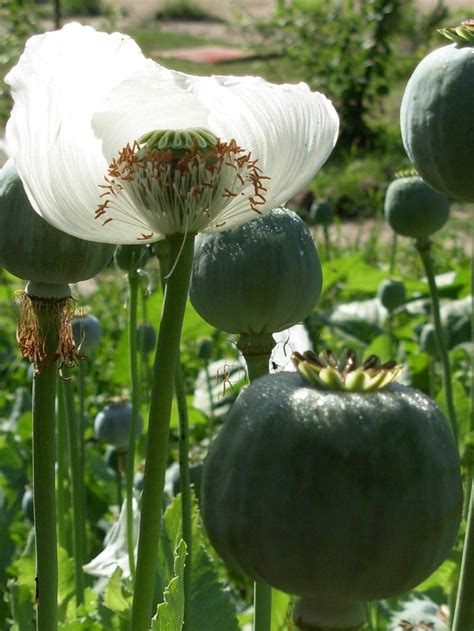 South Australia To Grow Opium Poppies From Next Year The Mercury