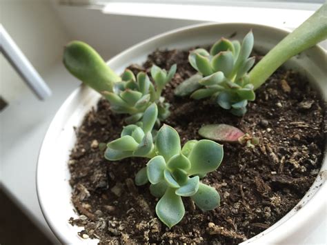 Choose leaves that are not damaged, ripped, torn or misshapen. Echeveria pulidonis Propagation After 14 Weeks [Backyard ...