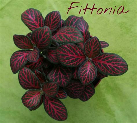 Fittonia - Nerve plant | Calathea plant, Nerve plant, Plant care