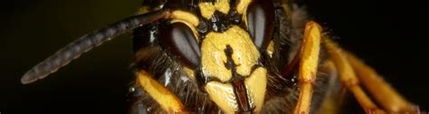 2021 Asian Hornet Nests Report British Beekeepers Association