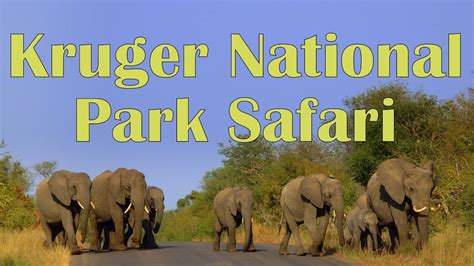 Kruger National Park Animal Safari In South Africa Youtube