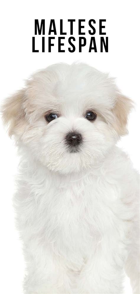 What are the symptoms of a heart murmur in dogs many dogs with a heart murmur don't show any signs of illness. Maltese Lifespan - How Long Can Maltese Dogs Live?