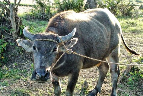 Carabao Picture Animals Take That