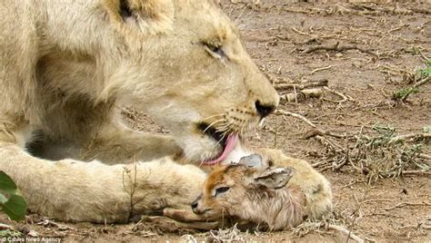 Lion Cares For Abandoned Antelope Calf In South Africa Daily Mail Online