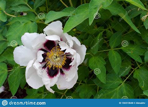 Close Up Of A Wild White Peony Flower With A Purple Center Stock Photo