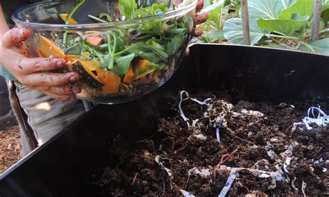 A Beginners Guide To Worm Farming A Way To Sustainable Life