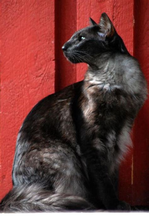 The international cat association recognized the oriental longhair as a breed in its own right in 1979. Jalecat's How come Tom, black smoke Oriental Longhair ...