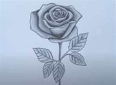 How To Draw A Rose With Pencil Step By Step Rose Drawing Simple