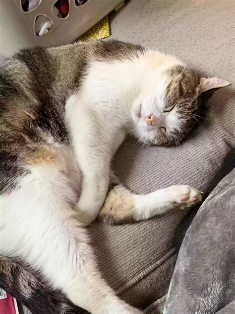 Cat adoption in Cincinnati, OH 45224: Calico Cat "Moose"