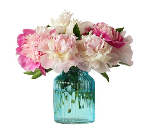 Peonies In A Glass Vase Isolated Stock Image Image Of Peony Bouquet 248792045