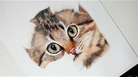 Cómo Dibujar Un Gato Realista Paso A Paso Dibujos A Lapiz