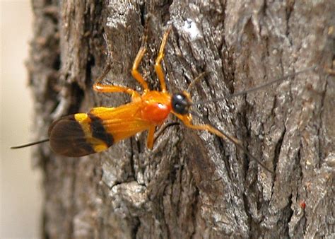 The antennae of the males are completely black, while the females show a white band in the middle. Black Tip Band-winged Braconid Wasp - lphiaulax danielsi