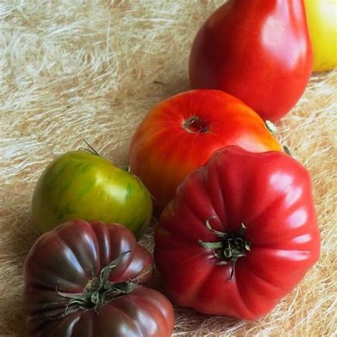 Best Heirloom Tomato Varieties Matching Variety To Use Farm To Jar Food