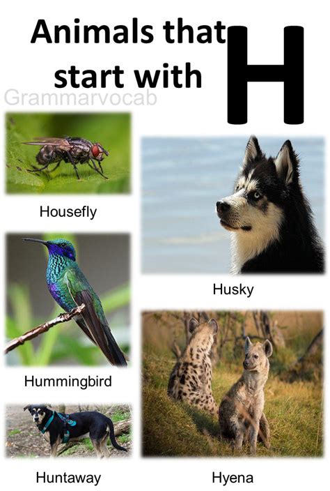 Animals That Begin With H List And Images Grammarvocab