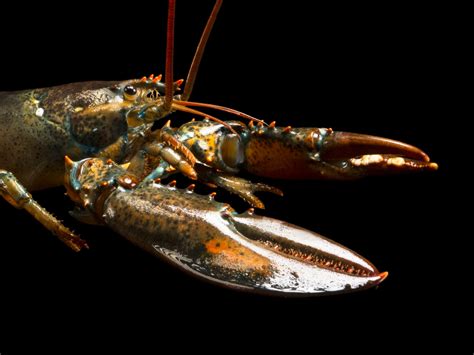 Top 100 Lobster Animal Facts