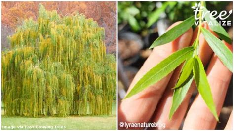 16 different types of willow trees and identifying features