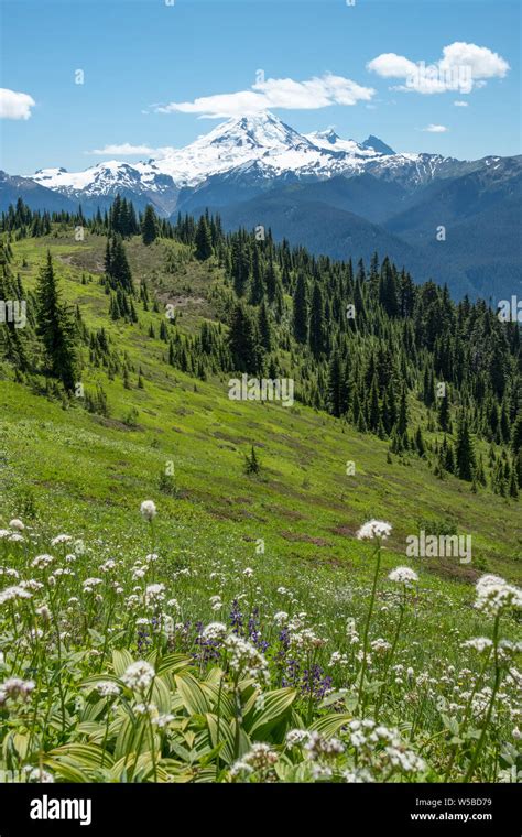 Mount Baker On A Mostly Sunny Day From The Lush Flowering Alpine