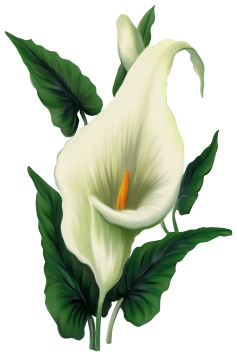 Vector Clipart Of Calla Lillies