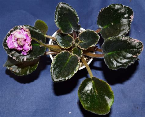 Why Are My African Violet Leaves Curling Upwards Or Downwards Baby